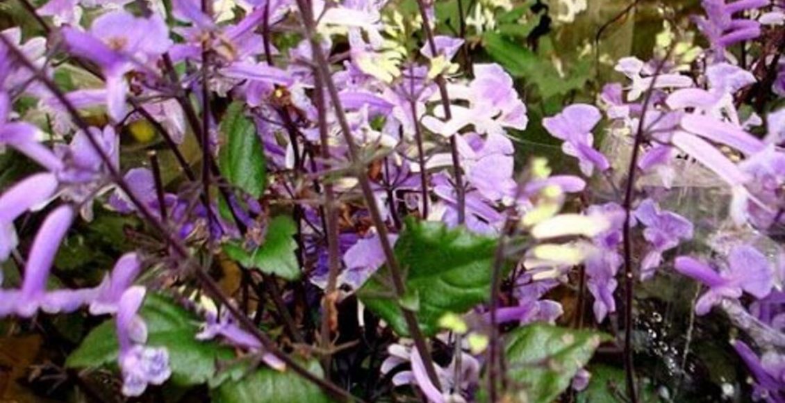 Como cultivar Ametista? Veja dicas super fáceis para ter essa flor em casa e sem dificuldade - Fonte: Pixabay