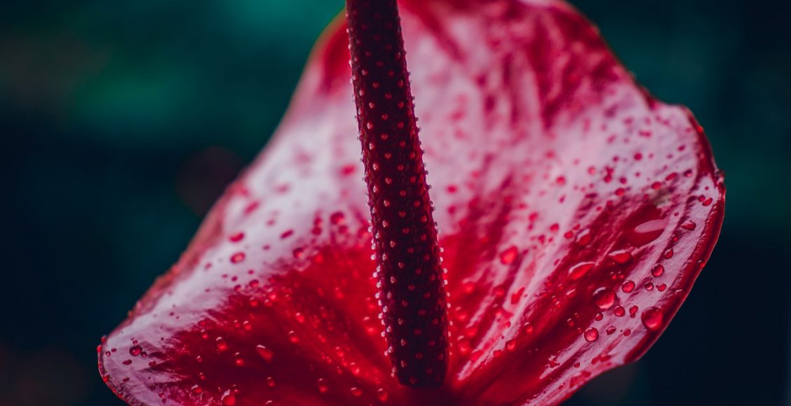 Conheça 3 plantas que refrescam e purificam o ar do ambiente - pixabay