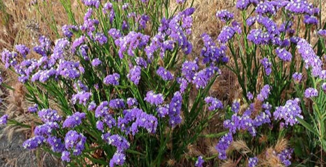 Como cultivar a Estátice? Veja dicas de como ter essa planta em sua casa e sem nenhuma dificuldade - Fonte: Pixabay