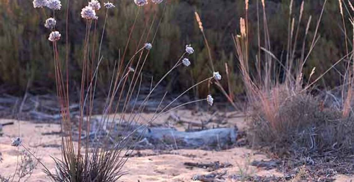 Como cultivar a Armeria velutina? Veja dicas para manter essa planta que está em risco de extinção - Fonte: Pixaaby