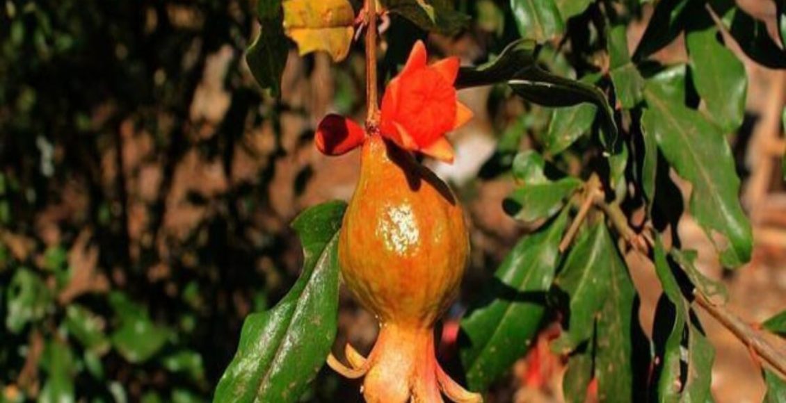 Como plantar Romãzeira e cultivar no dia a dia para ter o máximo de frutos - Fonte: Pixabay