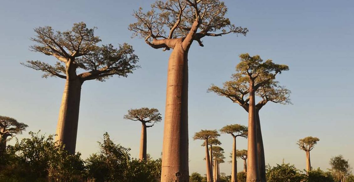 Como cultivar Babobá? Veja passo a passo para ter a planta em casa sem gastar nada - Fonte: Canvas