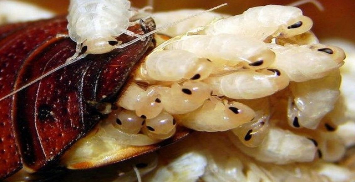 Como acabar com ninho de barata? Veja dicas infalíveis para tirar praga da sua casa e jardim - Fonte: Pixabay