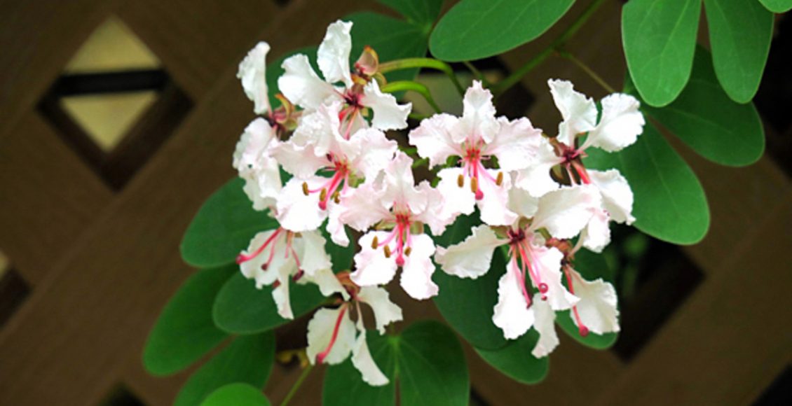 Como cultivar Bauhinia-trepadeira? Veja dicas práticas para manter o seu jardim sempre florido - Fonte: Pixaby