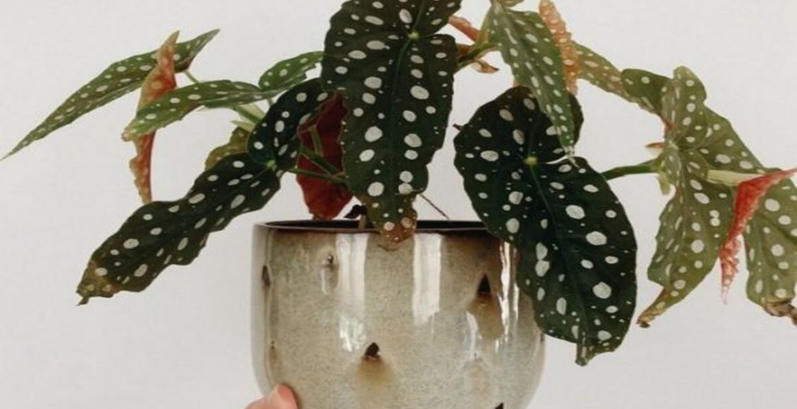 Como cultivar Begônia Maculata? Veja dicas super fáceis de cultivo desta flor - Fonte: Pixabay