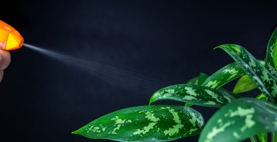 benefícios da água-oxigenada para suas plantas - Reprodução Canva