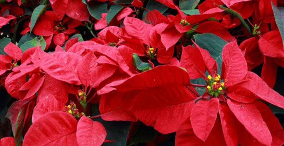 Como cultivar flor de Bico-de-papagaio? Veja dicas de como manter planta mais rara do mundo - Fonte: Pixabay