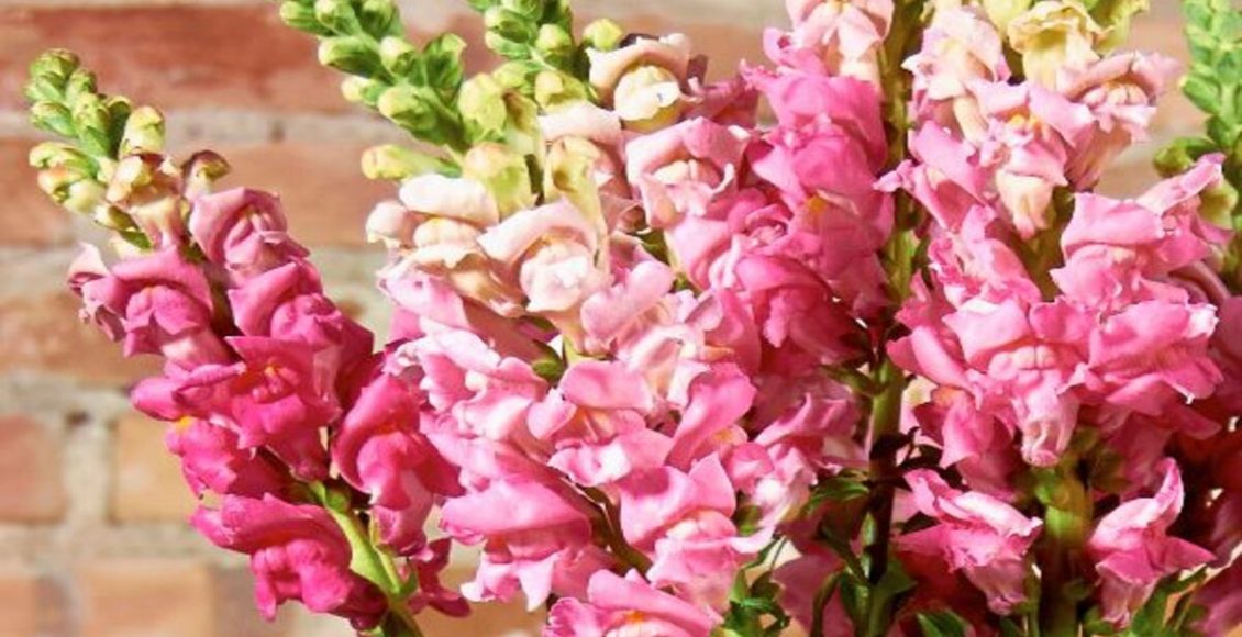 Como cultivar Boca-de-leão? Veja dicas práticas para manter a sua planta - Fonte: Pixabay