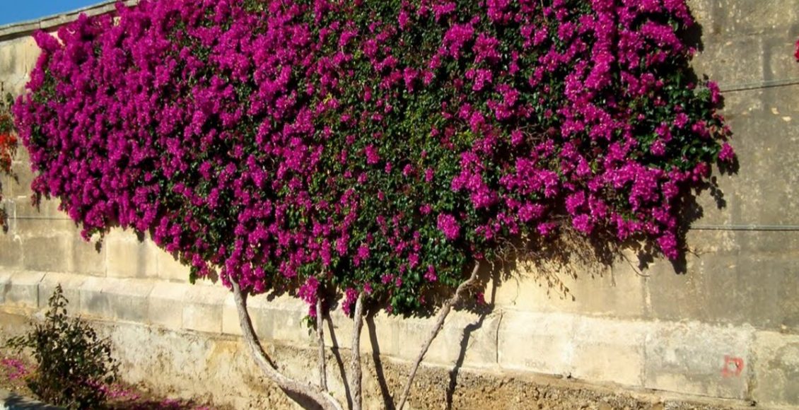 Como cultivar a bougainville? Veja dicas práticas para o dia a dia da planta do Mediterrâneo - Fonte: Pixabay