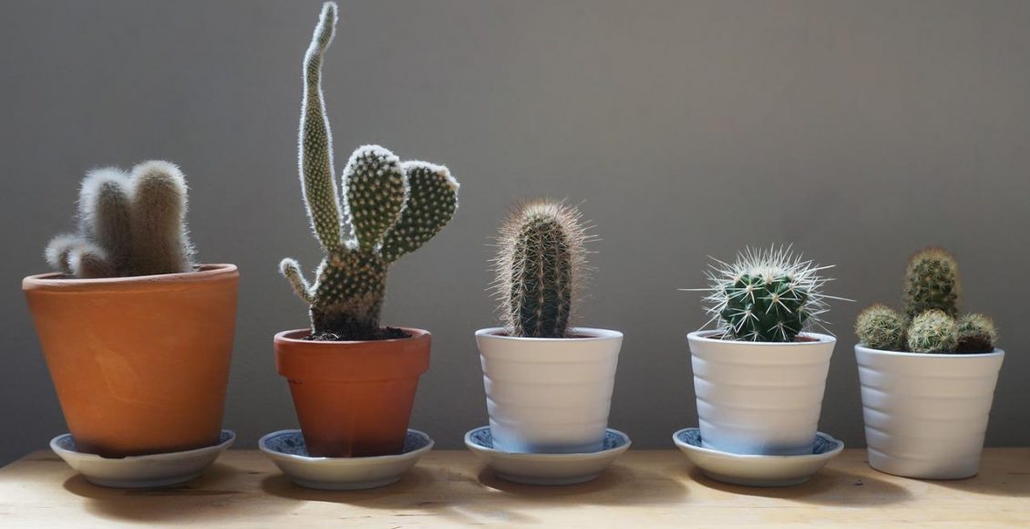 Plantas de pequeno porte: conheça algumas espécies para você ter em casa - pixabay