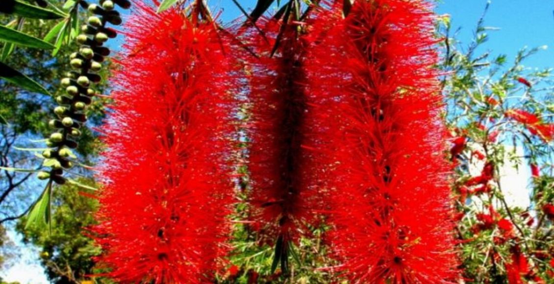 Como cultivar Escova-de-garrafa: dicas de cultivo, como plantar e tudo sobre - Fonte: Pixabay