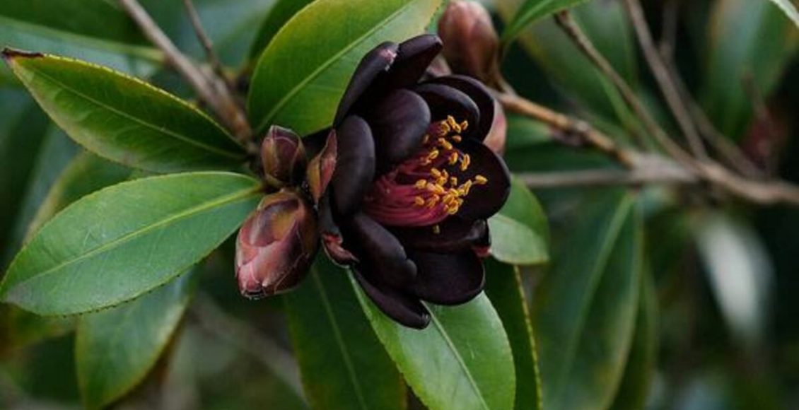 Malva-rosa Nigra “The Watchman”: veja como cultivar a planta negra em sua casa - Fonte: Pixabay