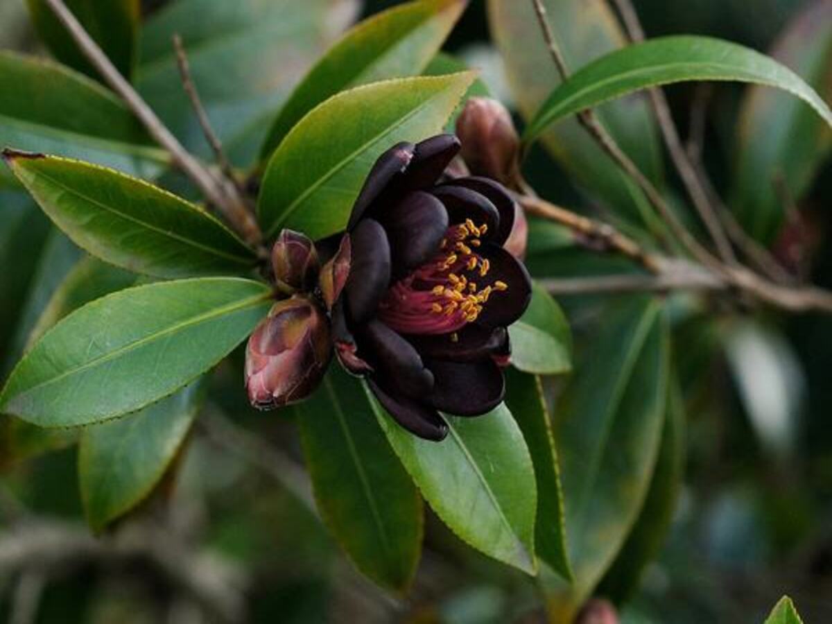 Malva-rosa Nigra “The Watchman”: veja como cultivar a planta negra em sua casa - Fonte: Pixabay