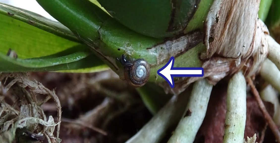 Como espantar lestas e caracóis das orquídeas em épocas úmidas sem prejudicar a planta - Fonte: pixabay