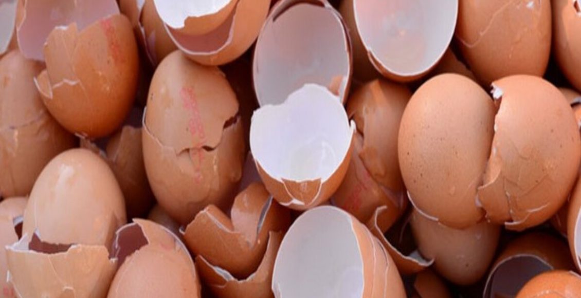 Qual a função da casca de ovo nas plantas? Veja como usar esse item para fazer adubo - Fonte: Pixabay