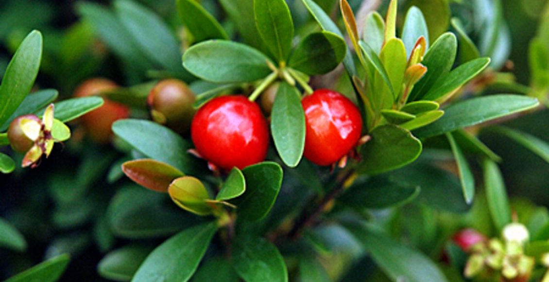 Como cultivar Cerejeira-anã? Veja dicas práticas para ter essa planta em sua casa - Fonte: Canvas