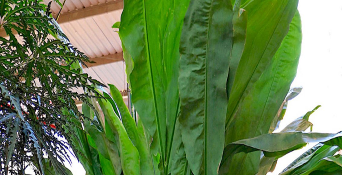 Como cultivar Ciclanto? Veja dicas práticas para ter essa planta em casa e sem nenhuma dificuldade - Fonte: Pixabay