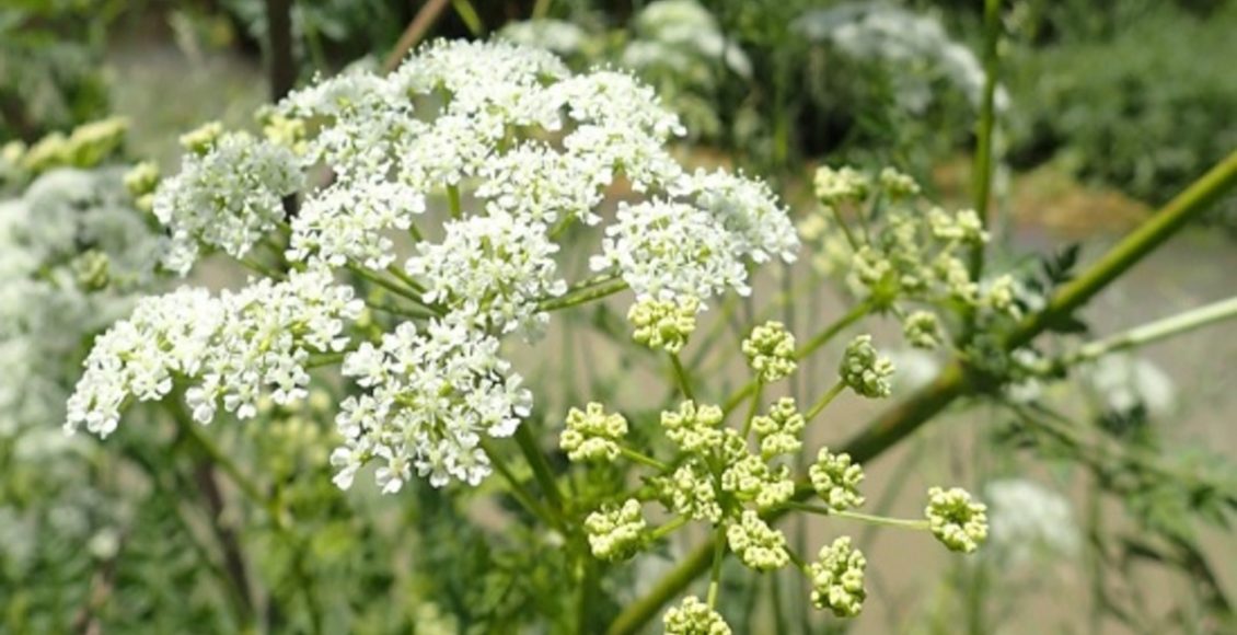 Chá de cicuta: é verdade que ele cura câncer? Fake News sobre planta venenosa está circulando no Whatsapp - Fonte: Pixaaby