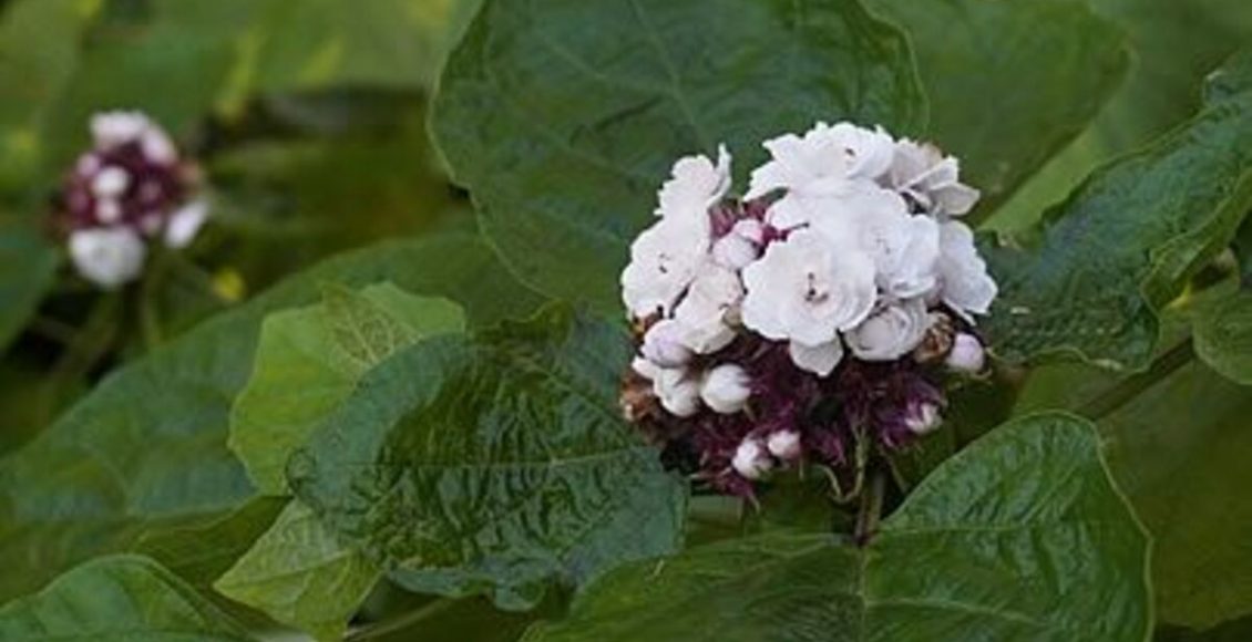 Como cultivar a Hortênsia-filipina? Veja dicas para manter a planta japonesa no dia a dia - Fonte: Pixabay