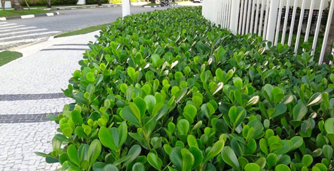 Como cultivar a clúsia? Veja passo a passo de forma simples para ter essa planta em sua casa - Fonte: Pixabay