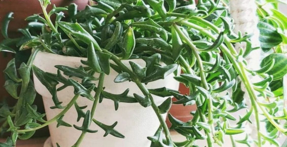 Como cultivar Colar-de-golfinhos? Veja dicas super fáceis para ter essa suculenta em casa - Fonte: Pixabay