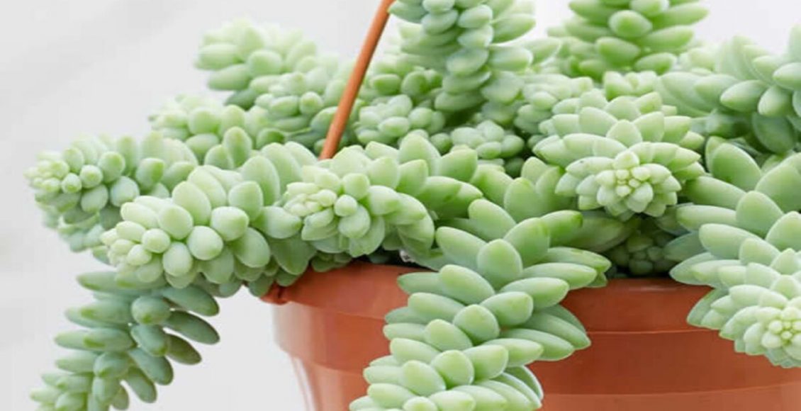 Como cultivar o Rabo de Burro? Veja dicas para manter a planta dentro de casa - Fonte: Pixabay