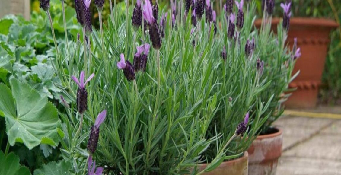 Como cultivar alfazema? Planta que espanta moscas e mosquitos da sua casa - Fonte: Pixabay