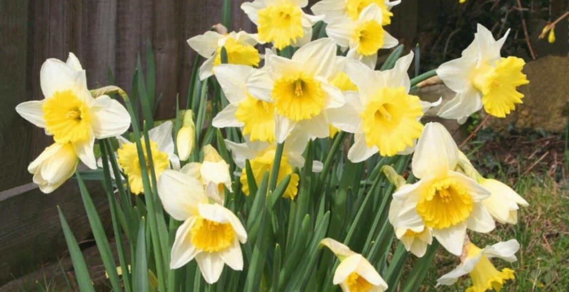 Como cultivar narciso? Veja como ter essa planta francesa em casa e deixar os ambientes lindos - Fonte: Piixabay