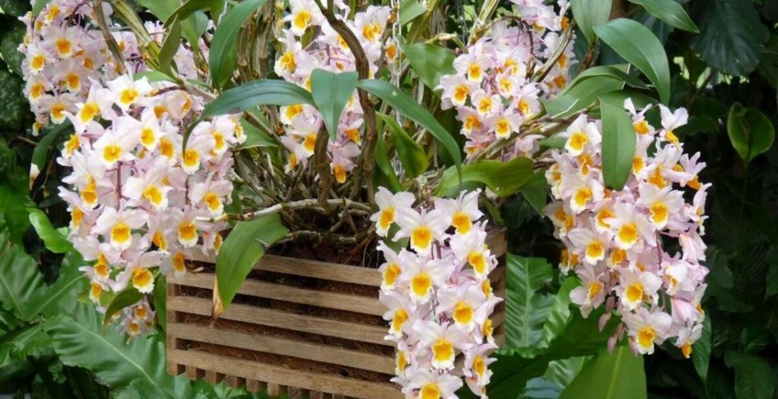 Tipos de orquídea: saiba como cultivar, dicas e quais são as mais comuns ou raras - Fonte: Pixabay