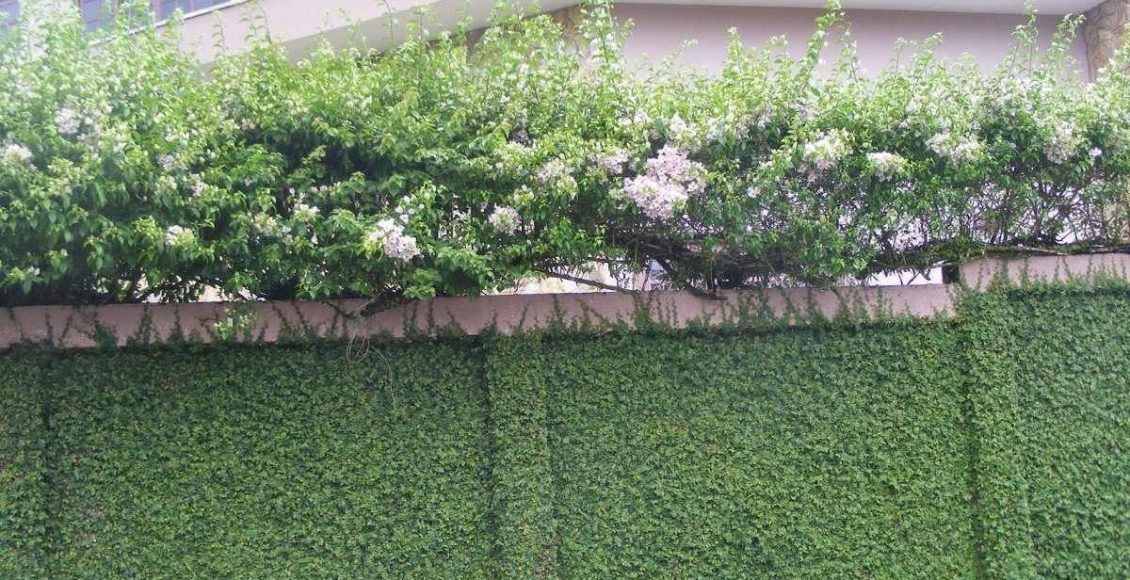 Unha-de-gato na parede ou morro: como plantar e vantagens de ter a planta - Fonte: Pixabay