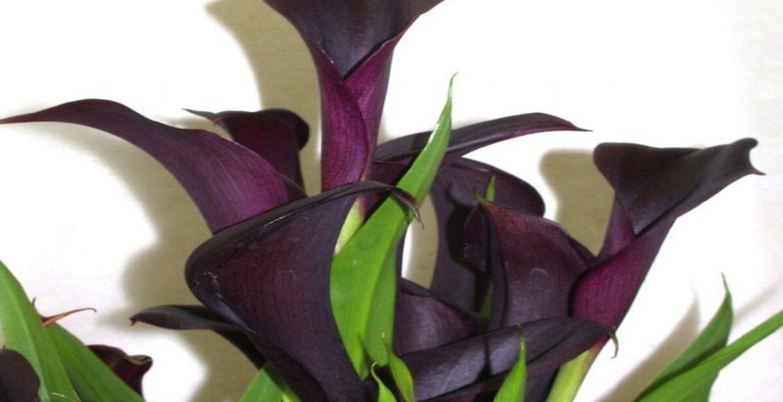 Copo-de-leite “Black Star”: como cultivar a flor negra em casa? Veja dicas práticas para te ajudar - Fonte: Pixabay