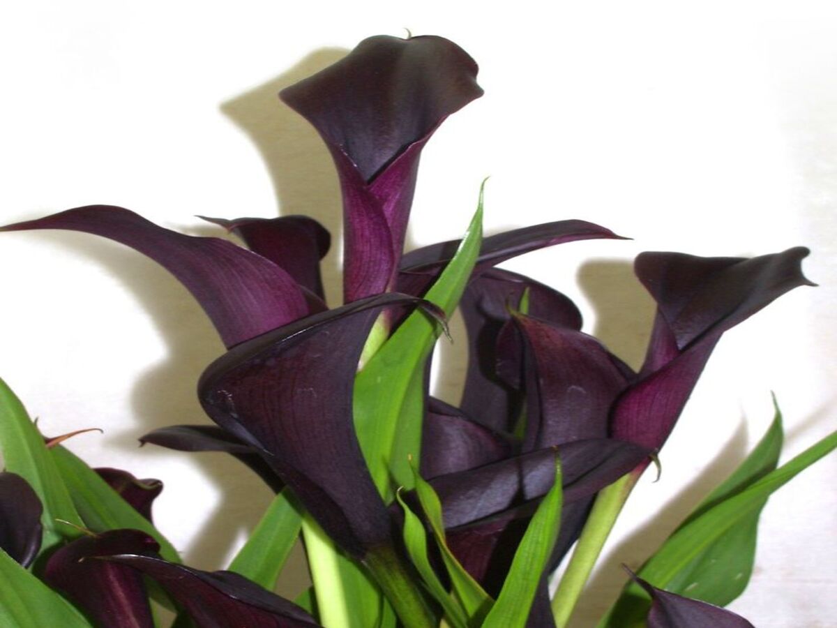 Copo-de-leite “Black Star”: como cultivar a flor negra em casa? Veja dicas práticas para te ajudar - Fonte: Pixabay