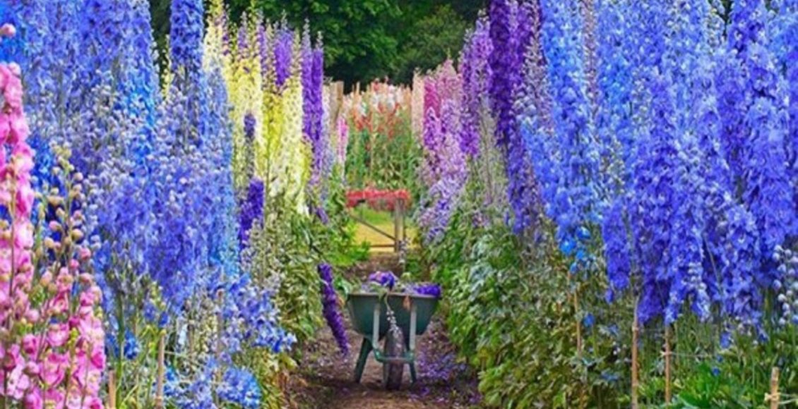 Delfínio ou abelha azul: Veja se você sabe ou não como cuidar deste tipo de planta - Fonte: Pixabay