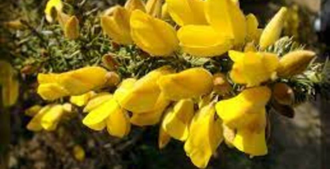 Ulex europaeus ou tojo: veja dicas de como cultivar e manter essa planta em sua casa - Fonte: Pixabay - Fonte: Pixabay