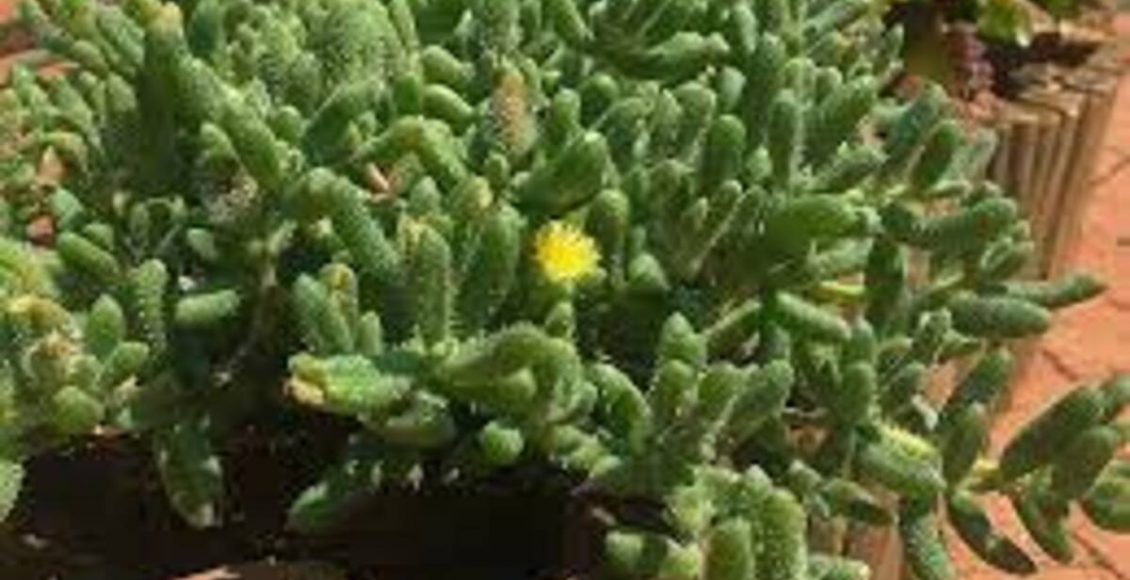 Plantas africanas: Veja quais são as mais comuns delas que temos no Brasil - Fonte: Pixabay