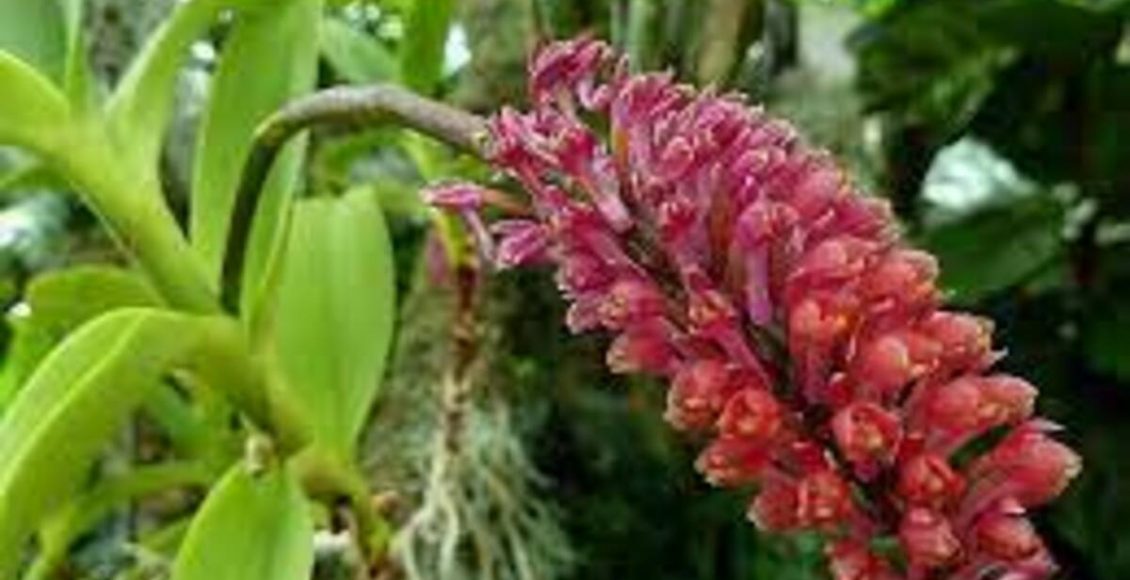 Como cultivar Orquídea-abacaxi? Veja dicas práticas para ter essa planta em casa - Fonte: Canvas