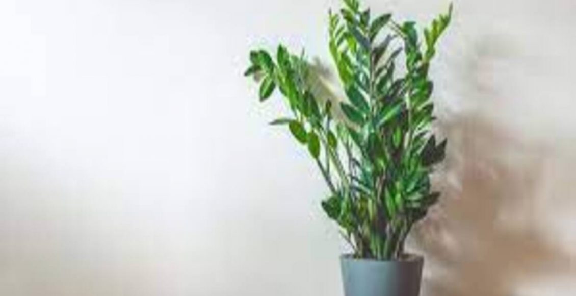 Qual o melhor adubo para zamioculca; saiba como deixar sua plantinha revitalizada usando apenas itens caseiros - Fonte: Pixabay