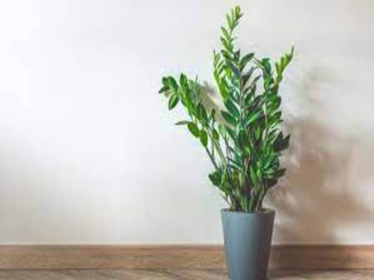 Qual o melhor adubo para zamioculca; saiba como deixar sua plantinha revitalizada usando apenas itens caseiros - Fonte: Pixabay