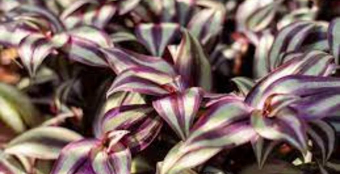 Como cultivar Tradescantia e dicas para manter a flor no dia a dia - Fonte: Canvas