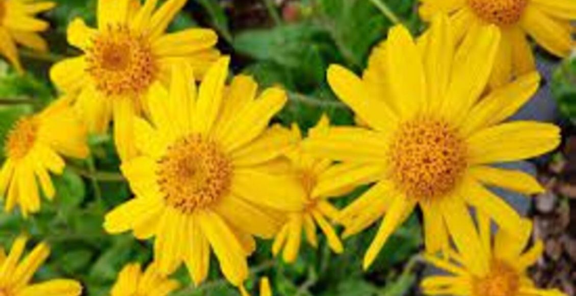 Plantas que curam: saiba quais são elas e como usar no dia a dia da forma certa - Fonte: Pixabay