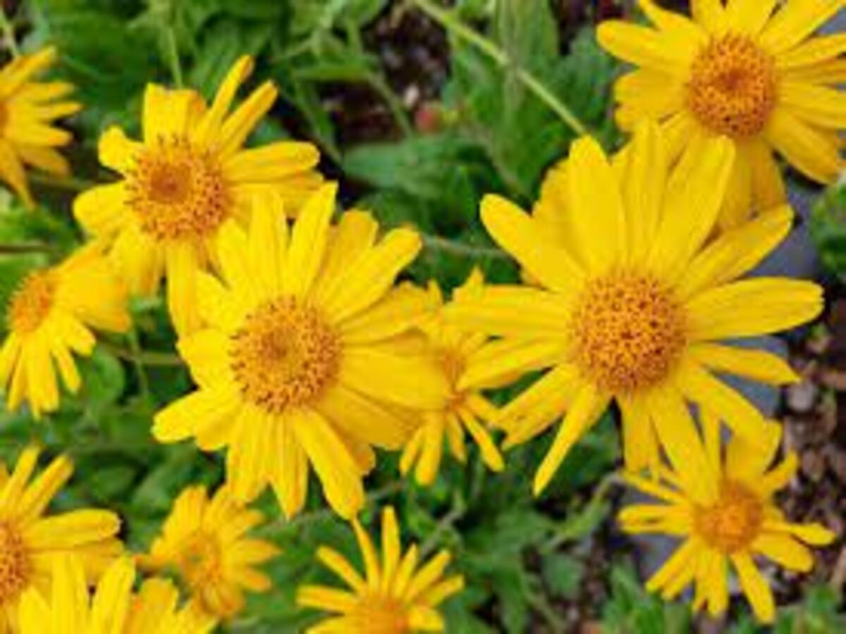 Plantas que curam: saiba quais são elas e como usar no dia a dia da forma certa - Fonte: Pixabay