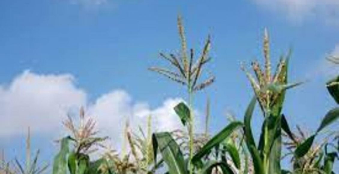 Como estimular a floração das plantas? Veja as dicas mais fáceis do mundo neste artigo - Fonte: Pixabay