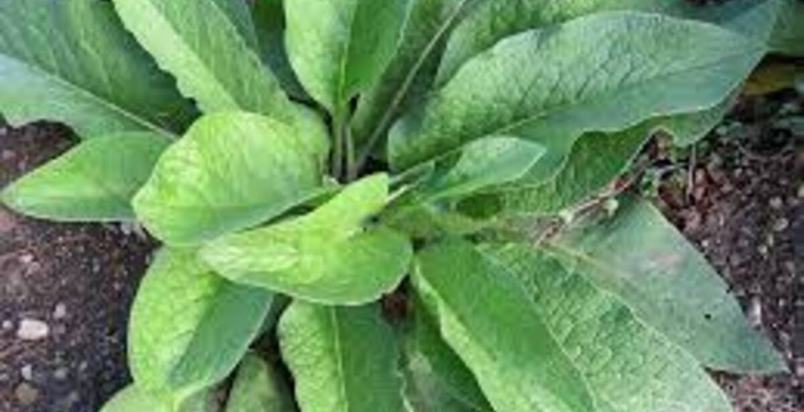 Como cultivar Confrei? Dicas de manutenção, usos medicinais e plantio - Fonte: Canvas