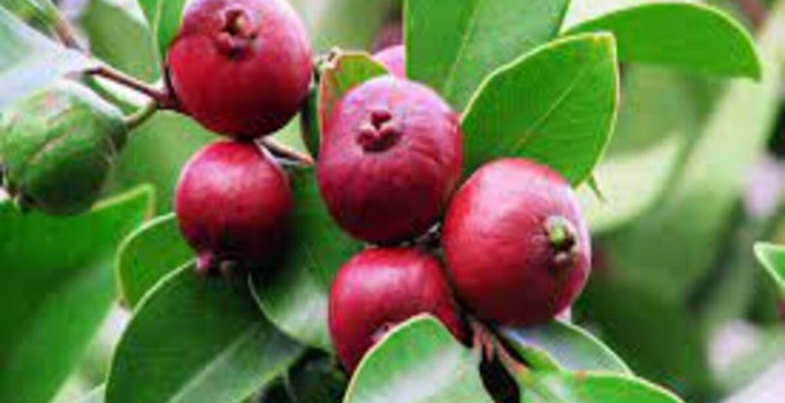 Como cultivar Araçazeiro? Veja dicas de plantio, terra, rega, espaçamento e muito mais - Fonte: Pixabay