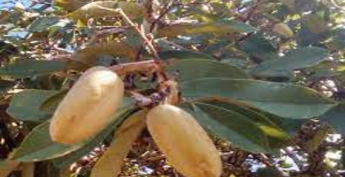 Como cultivar o Pau-terra? Veja dicas de terra, cultivo, rega e espaçamento - Fonte: Pixabay