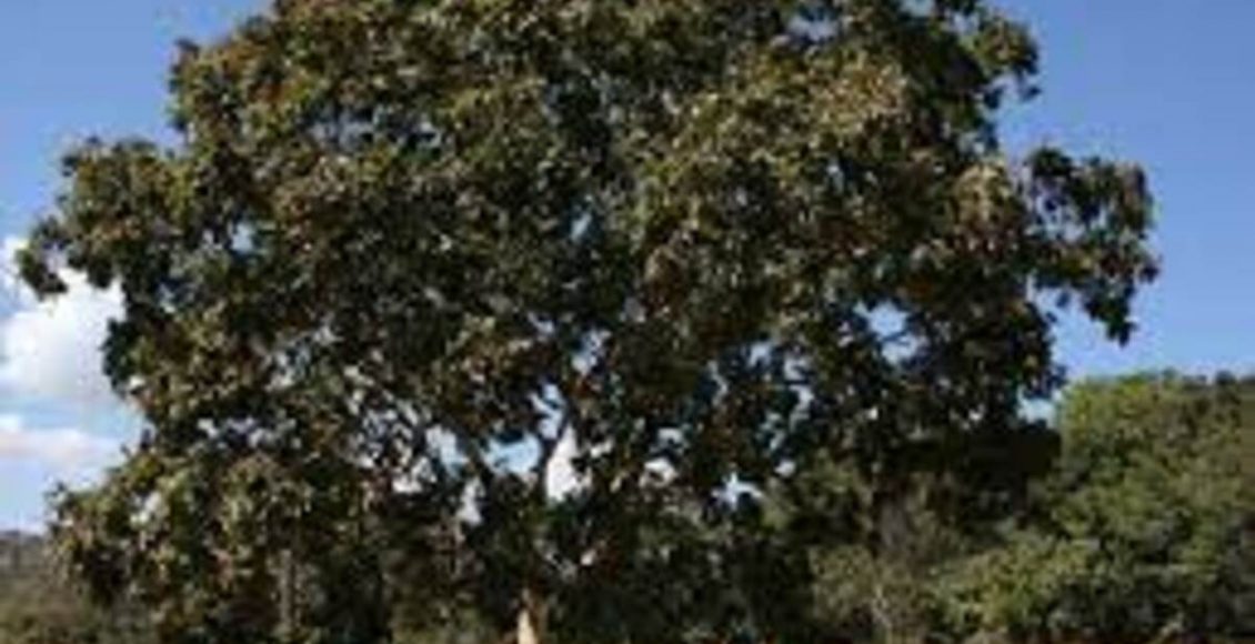 Como plantar Baruzeiro? Veja como cultivar a planta, dicas de terra, drenagem e rega -Fonte: Canvas