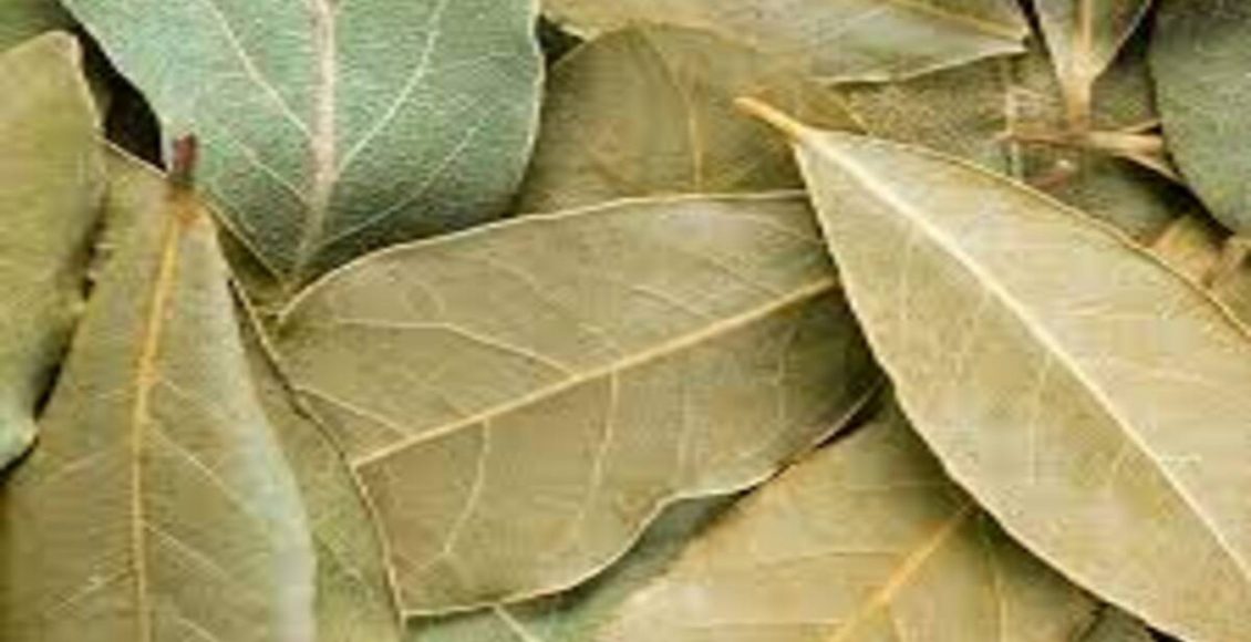 Como plantar louro? Veja as dicas mais fáceis do mundo para ter o tempero em casa - Fonte: Pixabay