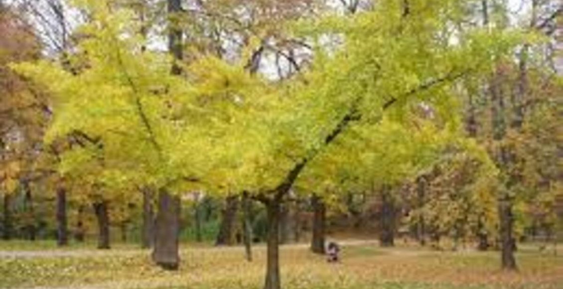 Como cultivar Ginkgo? Veja dicas práticas para ter a planta em casa e cuidar no dia a dia - Fonte: Pixaaby