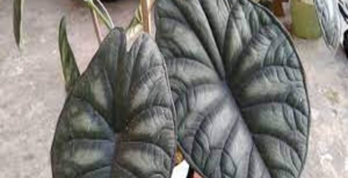 Alocásia-casco-de-tartaruga: como cultivar planta em casa? Veja dicas preciosas para seu jardim - Fonte: Pixabay