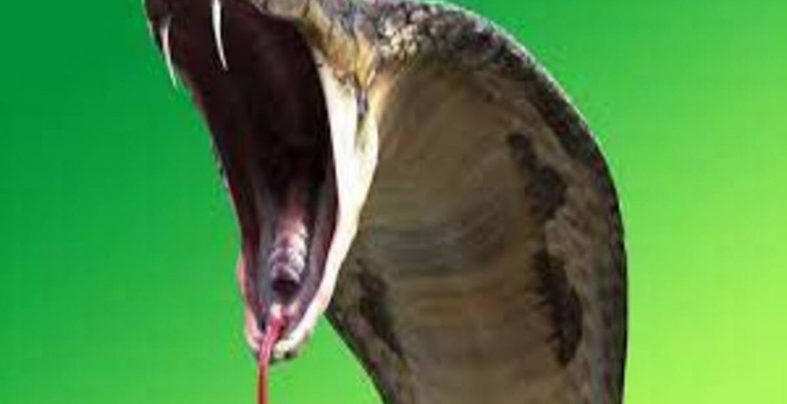 O que fazer em caso de picada de cobra no jardim? Veja dicas de segurança para se manter protegido - Fonte: Pixaaby